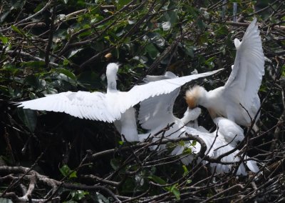 Adult Cattle Egret feeding young ones
