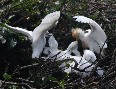 Two juvenile Cattle Egrets compete to be fed with an eager third one close at hand.