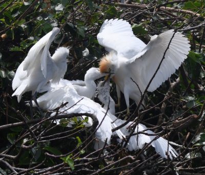 Adult and young Cattle Egrets