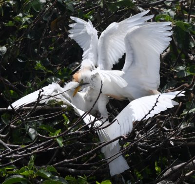 Cattle Egrets