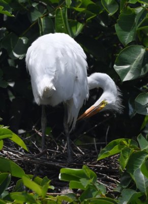 Great Egret preening