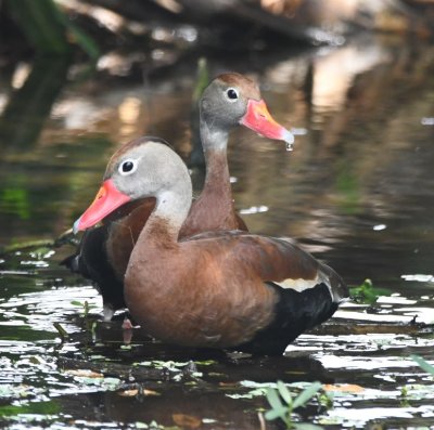 A pair of Black-bellied Whistling Ducks