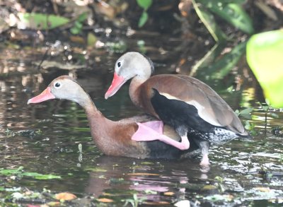 The male Black-bellied Whistling Duck tries for a little romantic interlude...