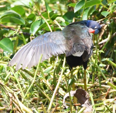 Preening Purple Gallinule