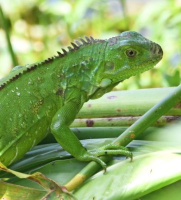 This iguana fell out of a tree into the water, then climbed onto a nearby bush.