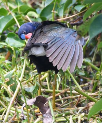 Preening Purple Gallinule
