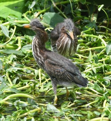 There were two young Green Herons near the exit to the wetlands.
