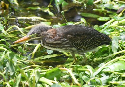Young Green Heron practicing its stalking
