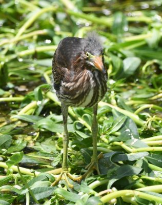Young Green Heron