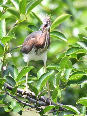 On the other side of the boardwalk was this young Tricolored Heron