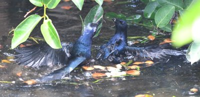 We saw some splashing around in the water and realized two male Boat-tailed Grackles were fighting with each other.