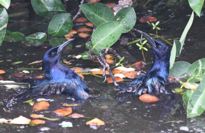 Boat-tailed Grackles