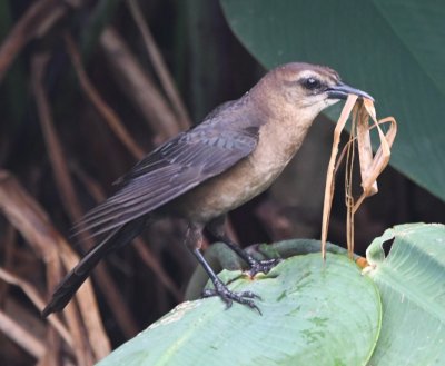 Maybe they were fighting over this female holding nesting material.