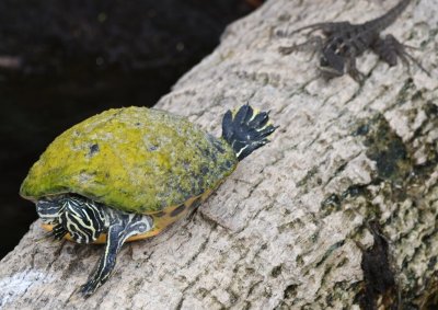 Turtle and lizard