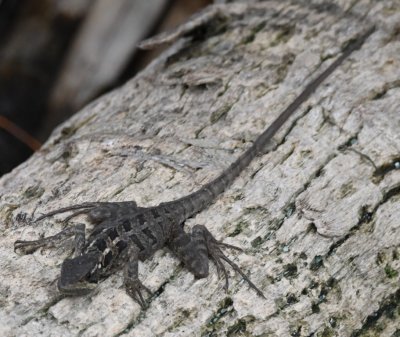 Is this an Eastern Fence Lizard?