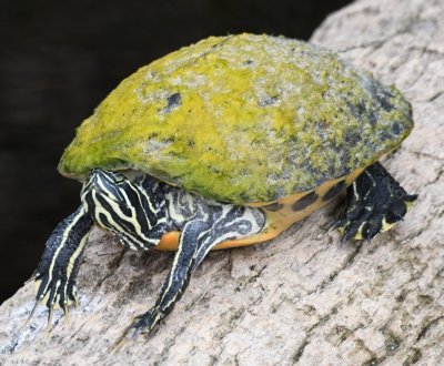 The Yellow-bellied Slider at Green Cay was having a busy day.