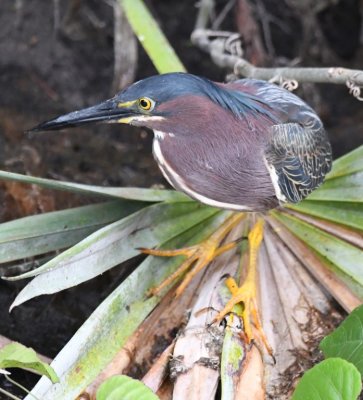 A curious Green Heron