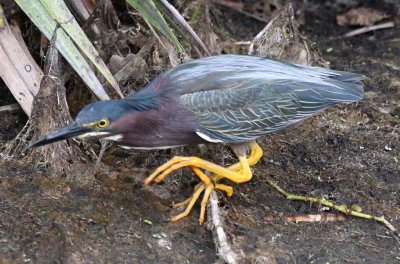 Green Heron at the edge of the water at Green Cay
