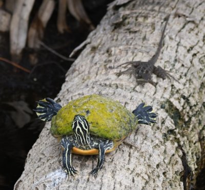 It may have been responding to this approaching lizard.