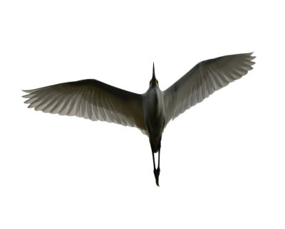 A Cattle Egret flew overhead.