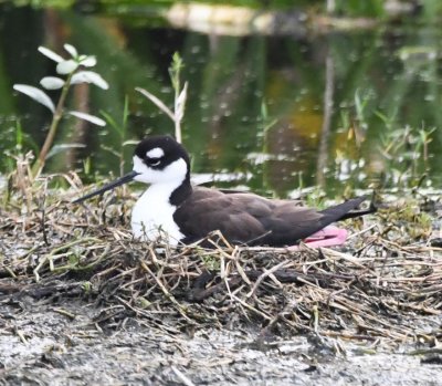 Black-necked Stilt sitting on a nest