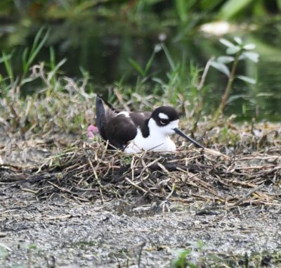 Nesting Black-necked Stilt