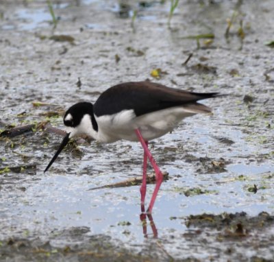 A second Black-necked Stilt was nearby.