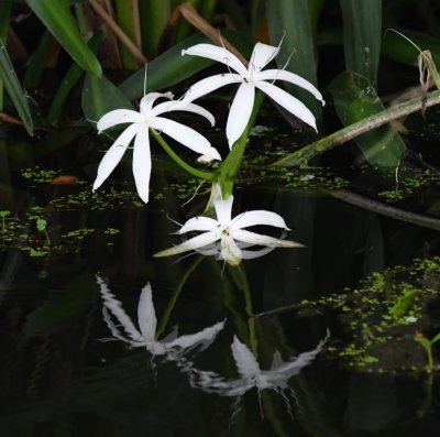 White flowers