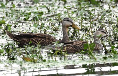 A pair of Mottled Ducks