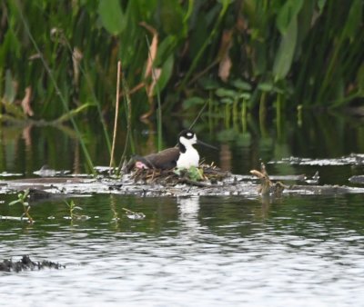 Farther along the boardwalk, we found a second Black-necked Stilt on a nest.