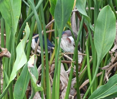 Then we spied a couple of young Least Bitterns making their way through the Arrowhead plants growing in the water.
