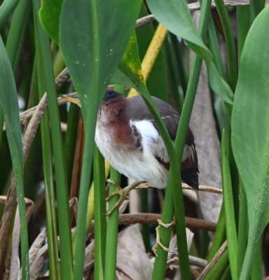 Young Least Bittern