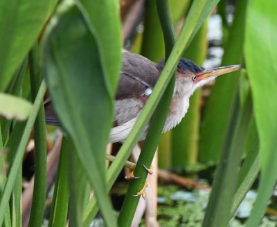 Young Least Bittern