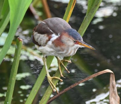 Young Least Bittern at Green Cay Wetlands