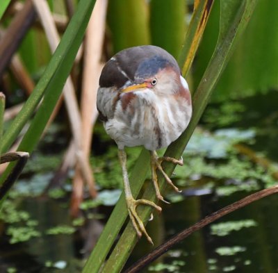 Young Least Bittern