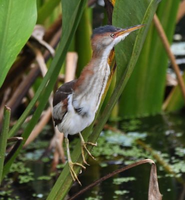 The young Least Bittern gave us a variety of poses.
