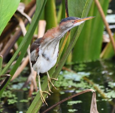 Young Least Bittern stretching its neck