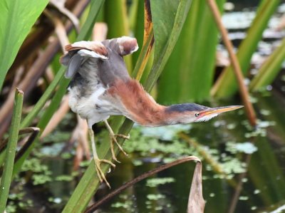 Young Least Bittern