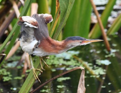 Young Least Bittern
