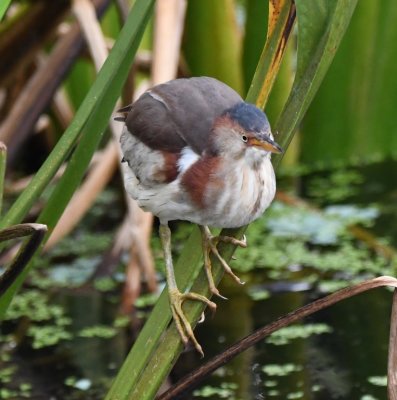 Young Least Bittern