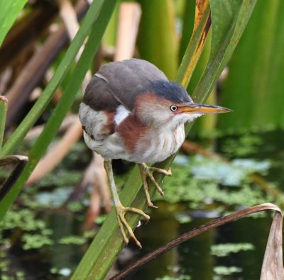 Young Least Bittern