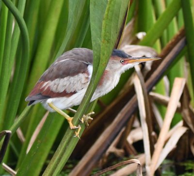 Young Least Bittern