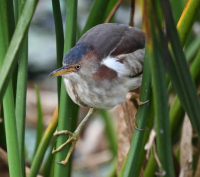 Young Least Bittern