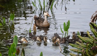 Mother Mottled Duck with her chicks