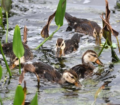 Mottled Ducklings