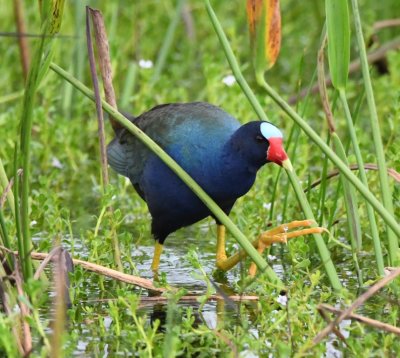 Purple Gallinule
