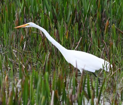 Great Egret