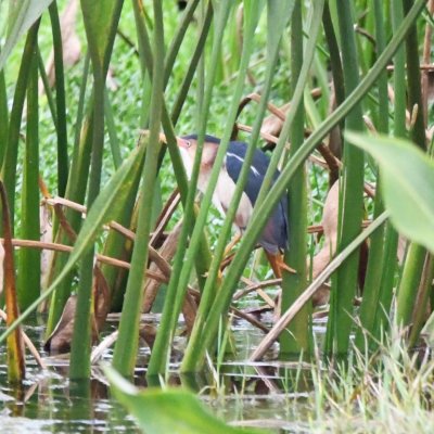 This adult Least Bittern was more reticent than the young one.
