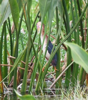 Adult Least Bittern