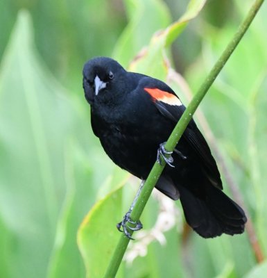 Male Red-winged Blackbird